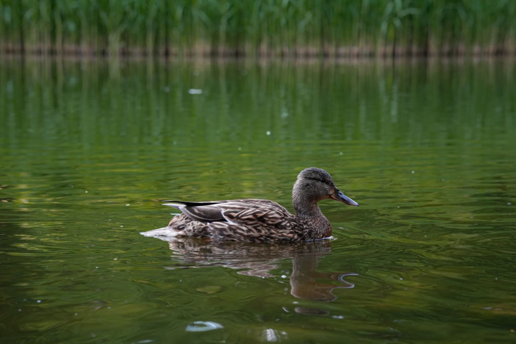 VADKACSÁK ÉS NEMZEDÉKEK